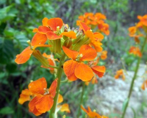 Orange, Flowers, Hike, Arizona