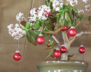 Jade Plant with Christmas Decorations