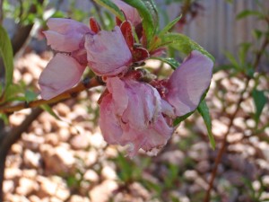 Peach Blossoms