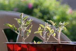 Baby Plants