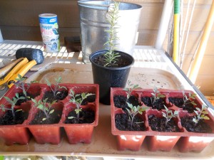 Tomato Seedlings and Rosemary Cutting