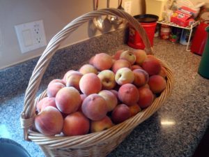 Peaches from my tree