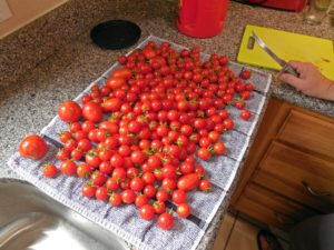 tomatoes001